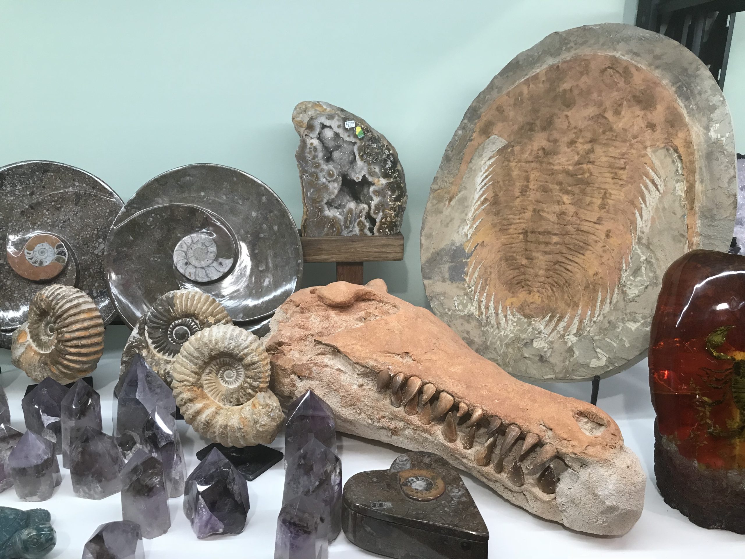 Fossils tour In Morocco